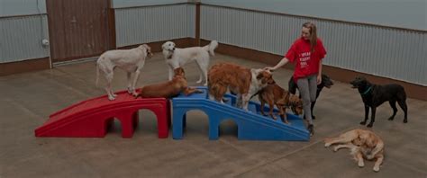 camp bow wow carmel|Carmel Dog Boarding & Day Care